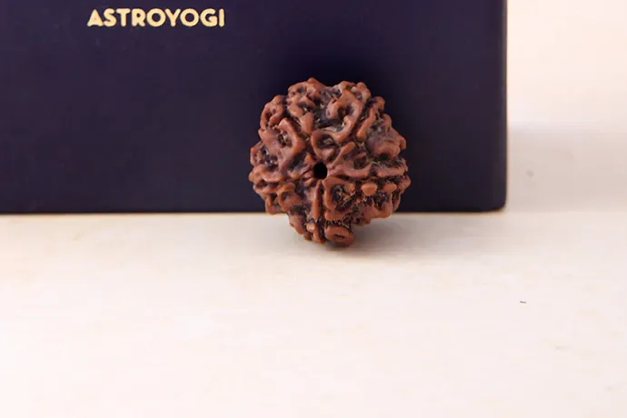 Original 5 Mukhi Rudraksha Single Bead